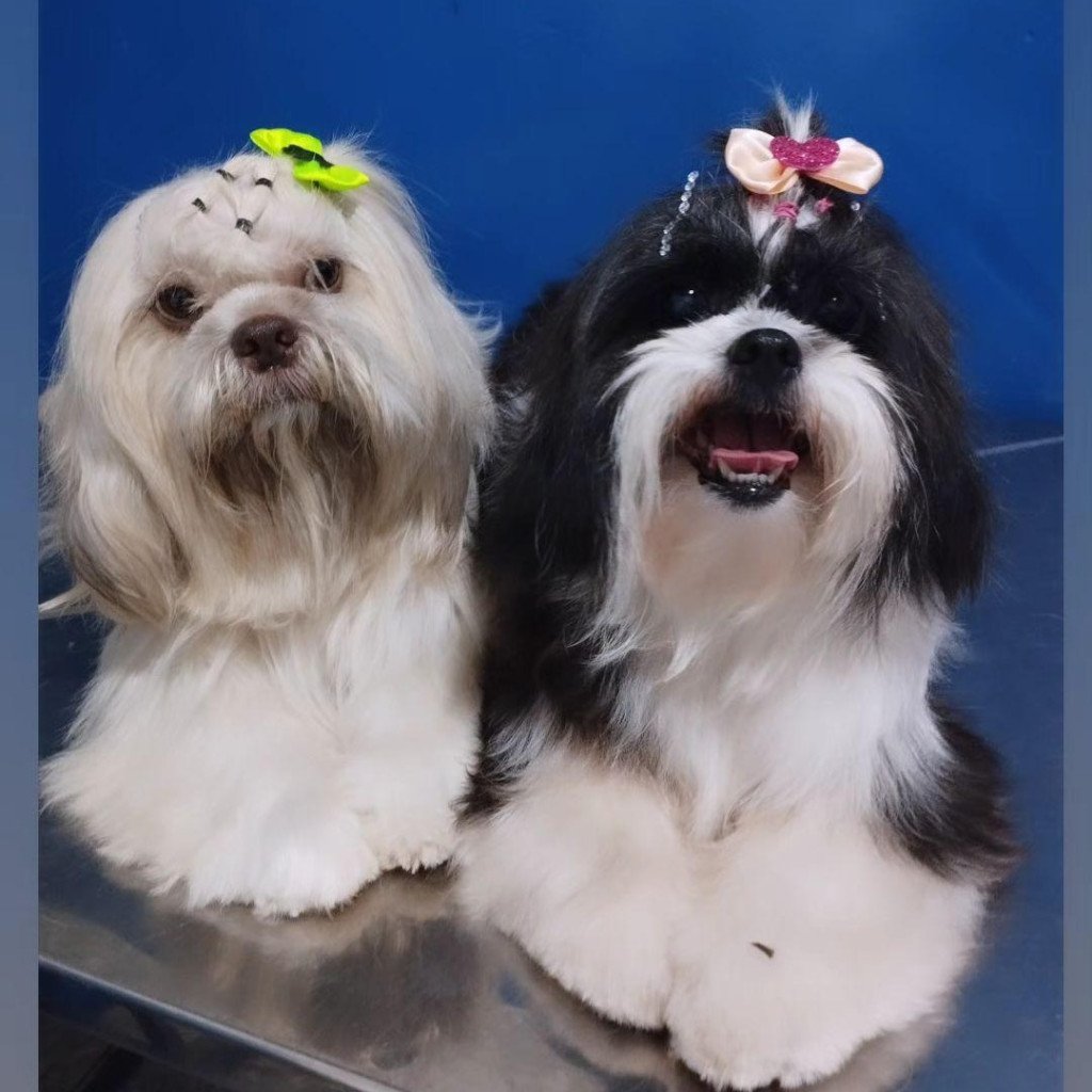 Pet Shop Fanti - Banho e Tosa